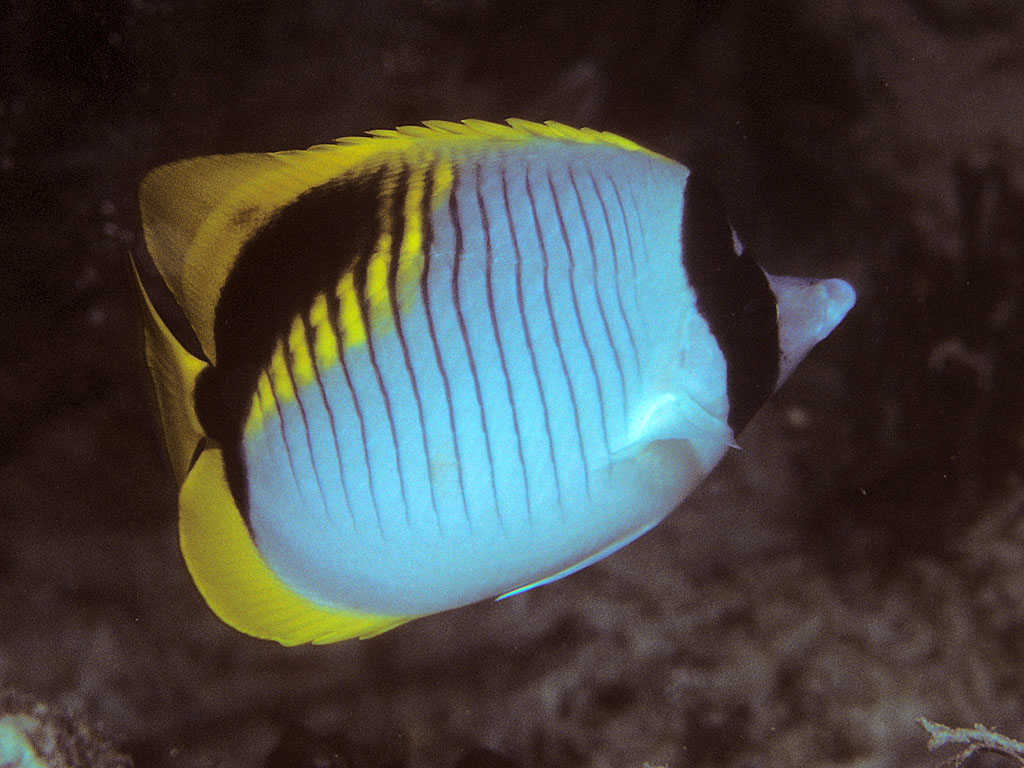 Chaetodon lineolatus (Pesce farfalla rigato)